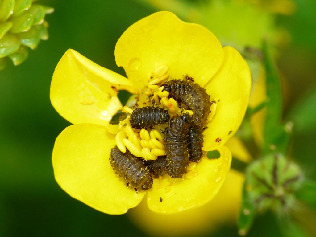 Larve su fiori di ranuncolo